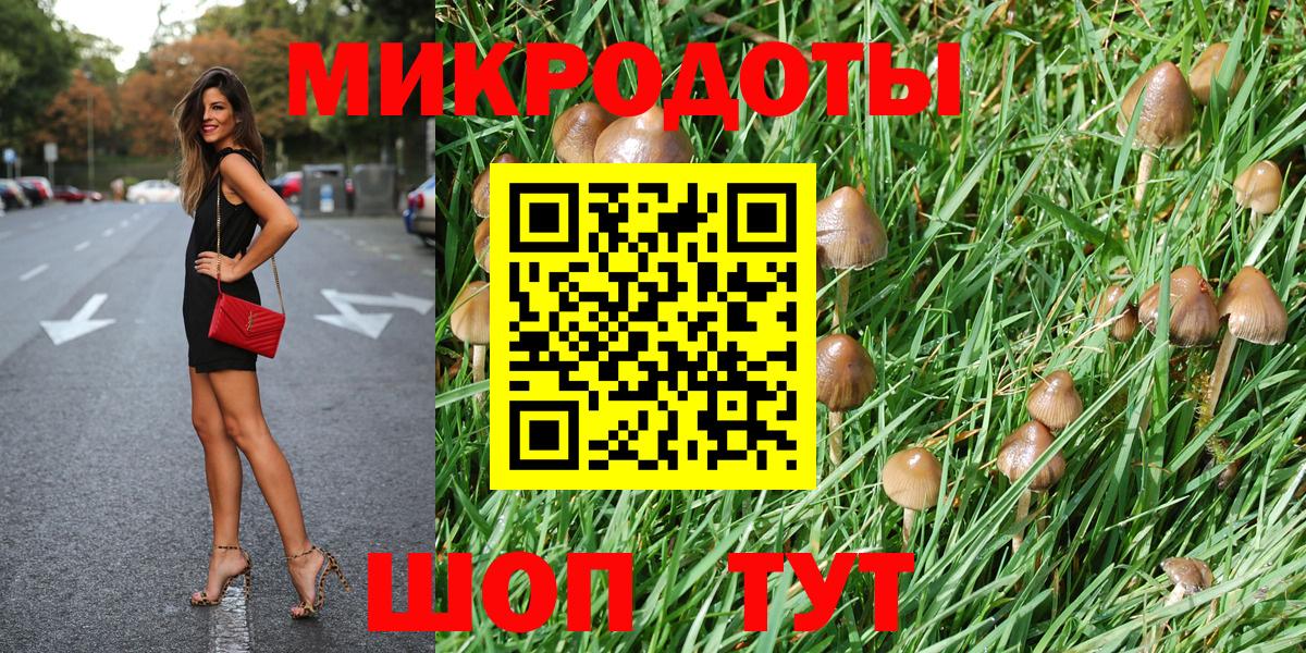 Галлюциногенные грибы Psilocybe Тимашёвск